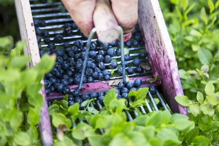 Closeup of blueberries hand picker, old wooden berries picking toolの写真素材