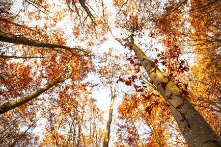 Fall beech trees, fall landscapeの写真素材