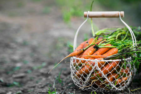 Basket with fresh organic carrots freshly harvested from the gardenの写真素材