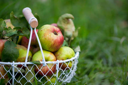 Fresh organic apples in a basket outdoor in the garden or orchard, bio raw ripe healthy fruitsの写真素材