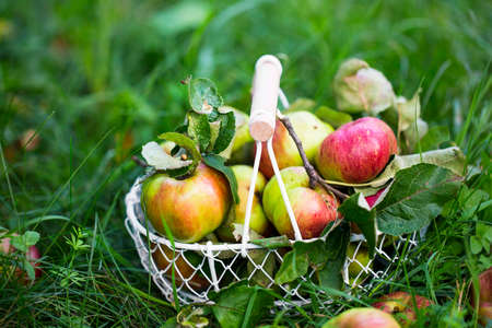 Fresh organic apples in a basket outdoor in the garden or orchard, bio raw ripe healthy fruitsの写真素材