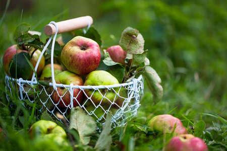 Fresh organic apples in a basket outdoor in the garden or orchard, bio raw ripe healthy fruitsの写真素材