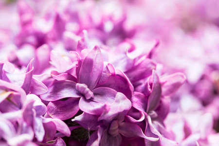Closeup of purple lilac flowers, beautiful spring flowers bouquet