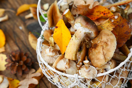 Autumn honey fungus basket, Armillaria melea mushrooms with dried autumn leavesの写真素材