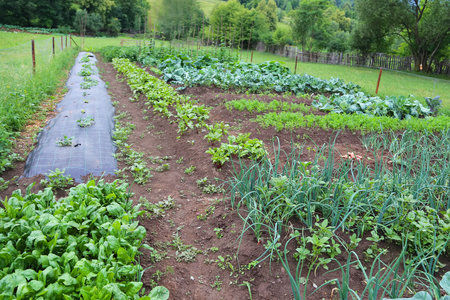 Organic farming and agriculture, bio vegetables garden , ecological farming, permaculture, healthy vegetables foodの写真素材