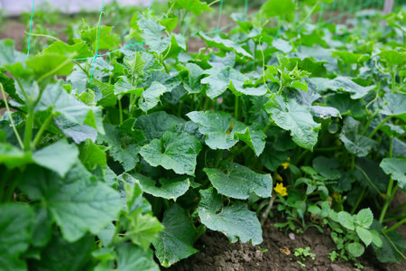 Cucumber plants in the vegetable garden, organic farming, fresh bio cucumber plants cultivated in the gardenの写真素材