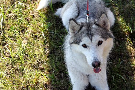 Husky dog in the grassの写真素材