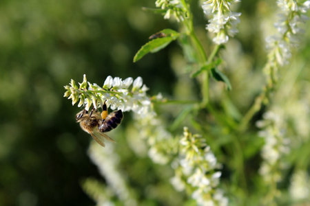 Big bee on the white flowerの写真素材