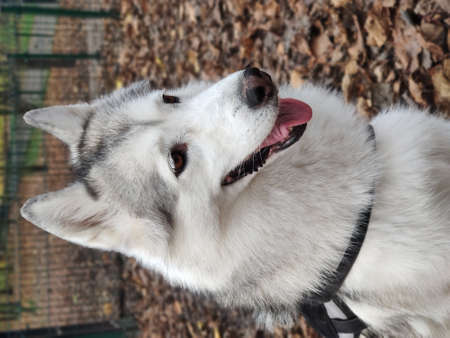 Siberian husky dog with brown eyes on the background of autumn leavesの写真素材