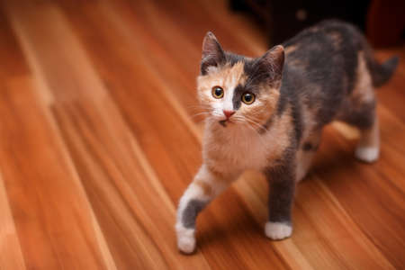 The nice catの写真素材