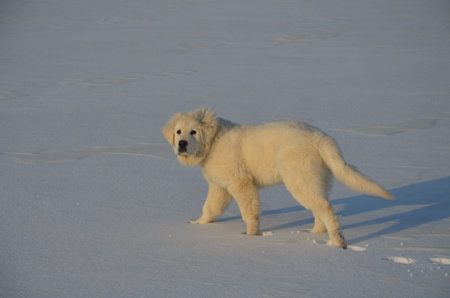 Polish Tatra Mountains puppy