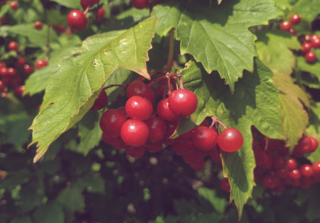 Red viburnum berries on a branch with green leaves in the gardenの写真素材