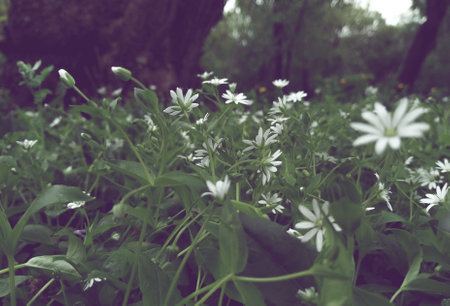 White flowers in the forest, selective focus, vintage style. floral backgroundの写真素材