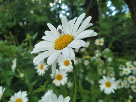 Chamomile flower in the garden. White daisies in the garden.の写真素材