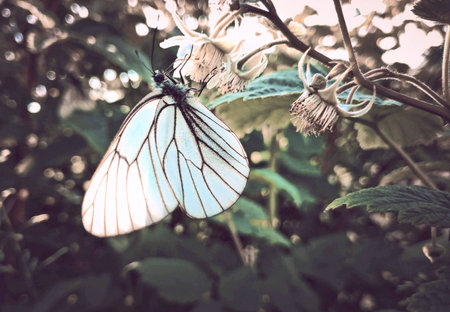 Butterfly in the garden with retro filter effect and soft focusの写真素材