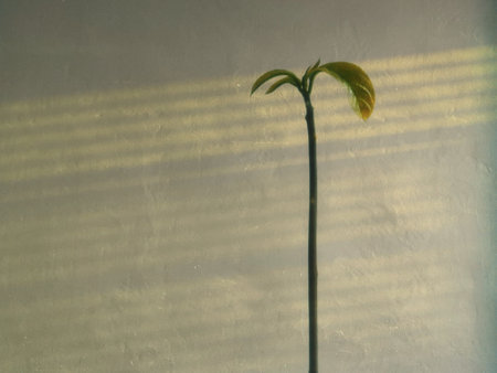 A small plant in the shade of the sun on a white wallの写真素材
