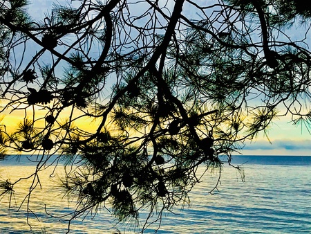 Pine tree it stretched over the Adriatic Seaの素材
