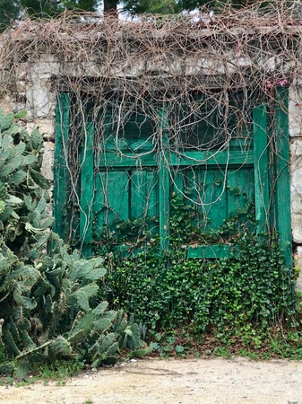Old wooden green rustic doorの素材