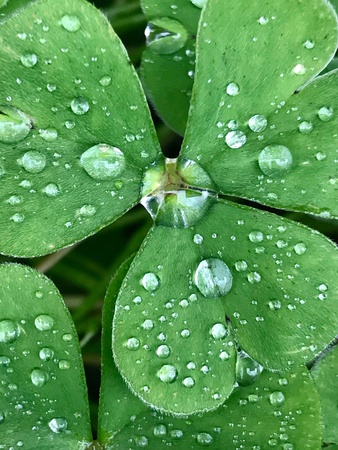 Early morning rain and clover with rain drops macroの素材