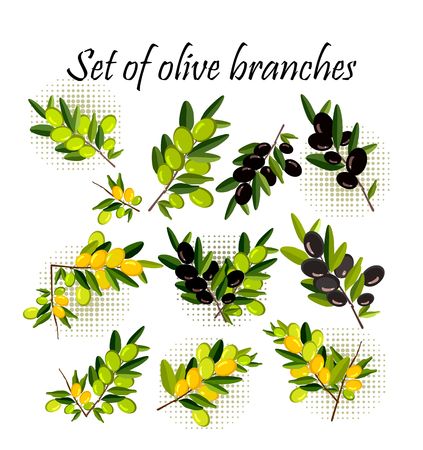 vector illustration set of olive branches on a white backgroundのイラスト素材