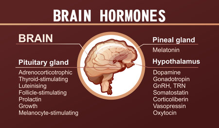 human brain hormones information posterのイラスト素材