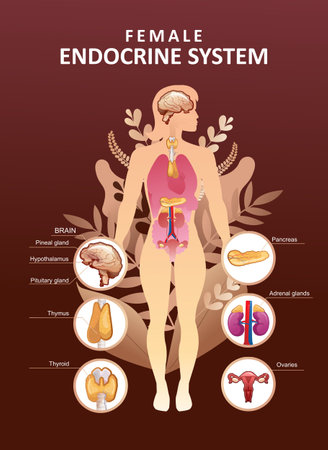 human endocrine system organs posterのイラスト素材