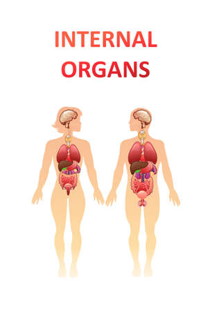 organs in the human body bannerのイラスト素材