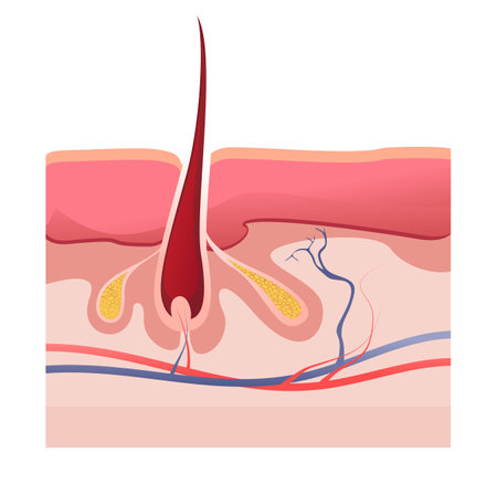 human hair structure educational posterのイラスト素材