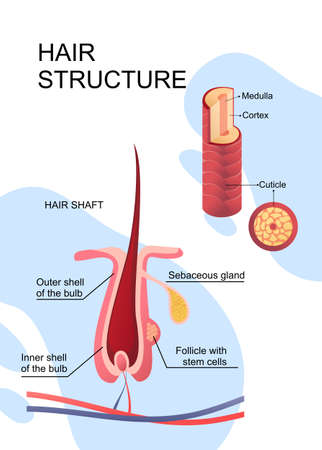 human hair structure educational posterのイラスト素材