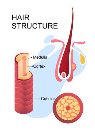human hair structure educational posterのイラスト素材