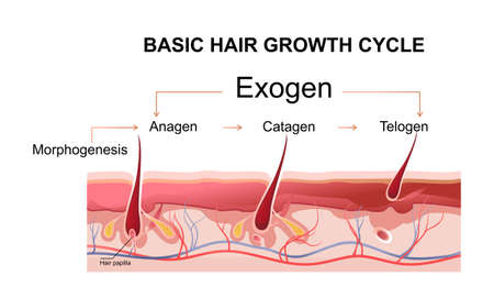 human hair growth phases educational posterのイラスト素材