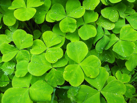 closeups green drops water plants flowers summer