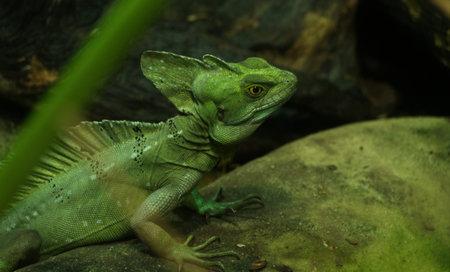 A reptile sitting on a stone in leipzig zoo
