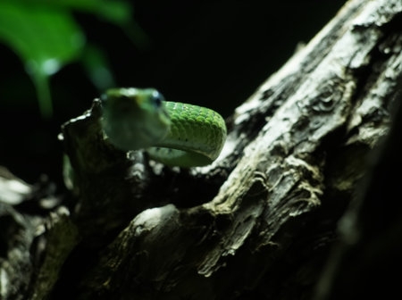 Snakes in leipziger zoo at summer indoor