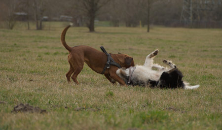 Having a good time with a dog pet in jenas nature