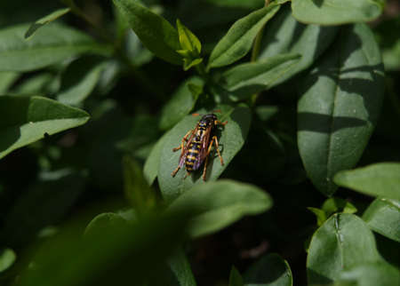 A wasp sits in a hedge in jena at summerの写真素材