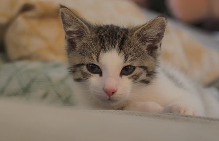 Cute young cat with sweet nose