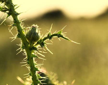 Plants at sunset at napoleonstein in jena in focusの写真素材