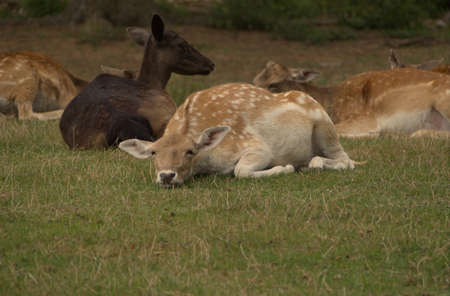Deers in natural area at summer in germanyの写真素材