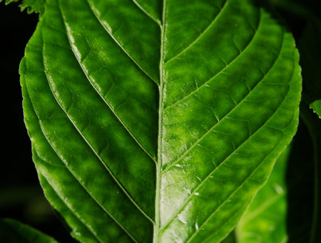 A leaf in closeup in shadow and light in jena