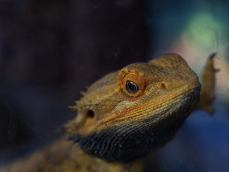 A reptile animal in a zoo focusing at the eyeの写真素材