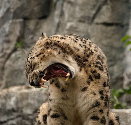 Cheetah Carnivore yawning in zoo leipzig germanyの写真素材