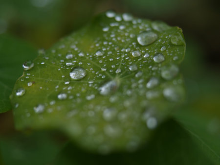 Leaves in a closeup with drops in jena