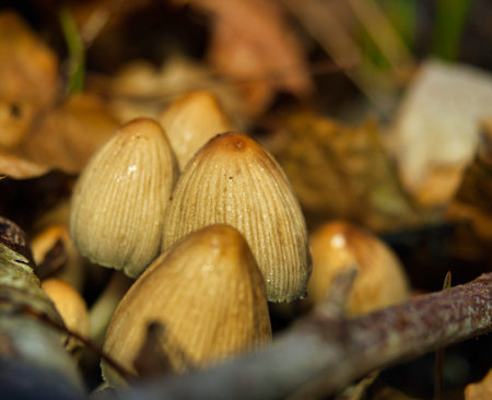 Mushrooms closeup into forest at autumn in jena germany