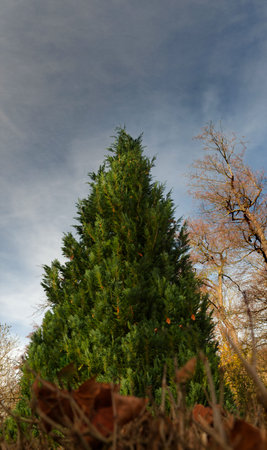 A tree at winter that looks like a chrismas tree