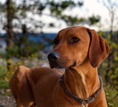 Dog Breed rhodesian ridgeback portrait in nature Jenaの写真素材