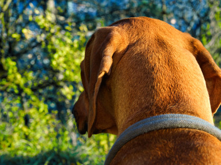 Dog Breed rhodesian ridgeback head from the back in nature Jena