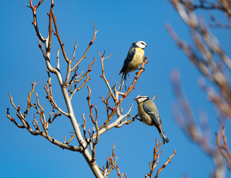 Two bluetit sit on a tree at spring in Jenaの写真素材