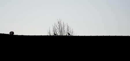 2 birds sit on a roof in jena at spring minimalistic styleの写真素材