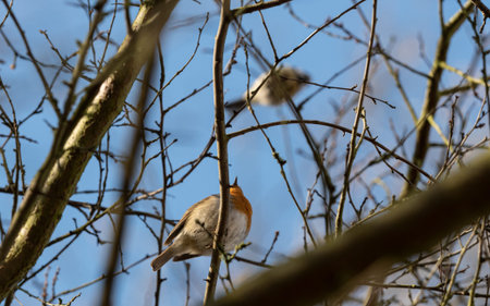 A robin sits on a tree in jena at springの写真素材